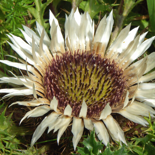 Eberwurz Universal-Gewürz  40 g