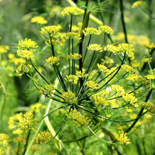 Fenchel Gewürzmischung 50 g