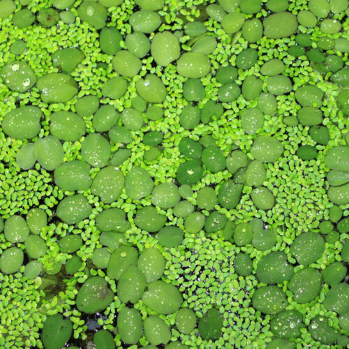 Nervenkekse nach Hildegard von Bingen › Hildegard Center